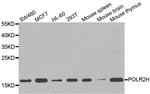 POLR2H Polyclonal Antibody