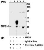 eIF3h Antibody in Immunoprecipitation (IP)