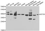 eIF3h Antibody in Western Blot (WB)
