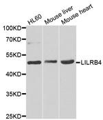 LILRB4 Polyclonal Antibody