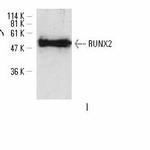 RUNX2 Polyclonal Antibody