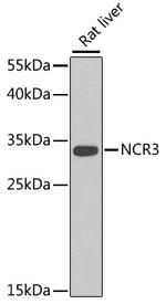NKp30 Polyclonal Antibody