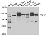 PTPRE Antibody in Western Blot (WB)