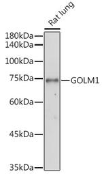 GOLPH2 Antibody in Western Blot (WB)