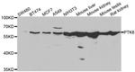 BRK Antibody in Western Blot (WB)