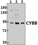 NOX2 Polyclonal Antibody