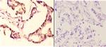 AMPK beta-1 Antibody in Immunohistochemistry (Paraffin) (IHC (P))
