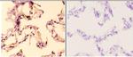 AMPK beta-1 Antibody in Immunohistochemistry (Paraffin) (IHC (P))