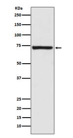Mu-Calpain Polyclonal Antibody