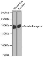 INSR Antibody in Western Blot (WB)