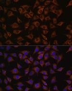 Prohibitin Polyclonal Antibody
