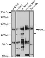 FGFR1 Polyclonal Antibody