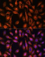 alpha-II Spectrin Polyclonal Antibody