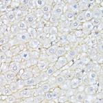 alpha-II Spectrin Antibody in Immunohistochemistry (Paraffin) (IHC (P))