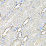 alpha-II Spectrin Antibody in Immunohistochemistry (Paraffin) (IHC (P))