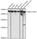 alpha-II Spectrin Antibody in Western Blot (WB)