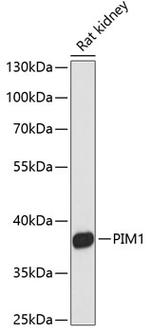 PIM1 Polyclonal Antibody