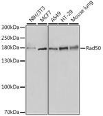 RAD50 Antibody in Western Blot (WB)