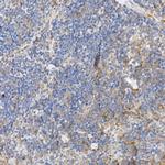 Caspase 12 Polyclonal Antibody