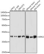 ERK2 Polyclonal Antibody