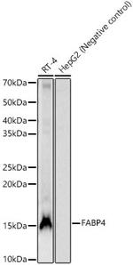 FABP4 Antibody in Western Blot (WB)
