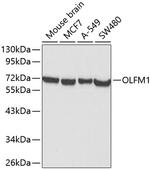 OLFM1 Polyclonal Antibody