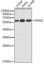 PKM2 Antibody in Western Blot (WB)