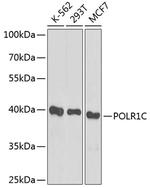 POLR1C Polyclonal Antibody