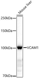 VCAM-1 Antibody in Western Blot (WB)