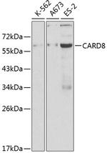 CARD8 Antibody in Western Blot (WB)