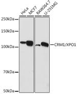 CRM1 Antibody in Western Blot (WB)