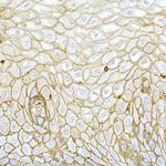 CD44 Antibody in Immunohistochemistry (Paraffin) (IHC (P))