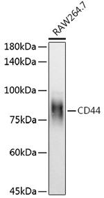 CD44 Antibody in Western Blot (WB)