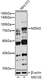 MDM2 Polyclonal Antibody