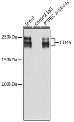 CD45 Antibody in Immunoprecipitation (IP)