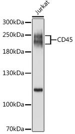 CD45 Antibody in Western Blot (WB)