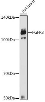 FGFR3 Antibody in Western Blot (WB)