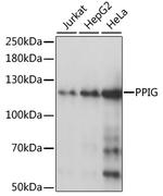 PPIG Polyclonal Antibody