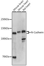 N-cadherin Polyclonal Antibody