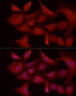 MCL-1 Polyclonal Antibody