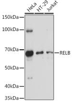 RelB Antibody in Western Blot (WB)