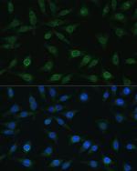 NUP98 Polyclonal Antibody