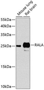 RALA Polyclonal Antibody