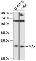 MAX Antibody in Western Blot (WB)