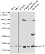 ENDOG Polyclonal Antibody
