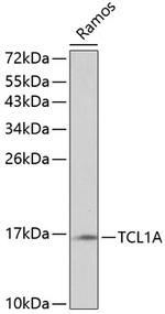 TCL1 Polyclonal Antibody