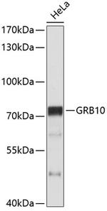 GRB10 Polyclonal Antibody