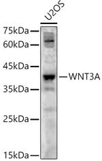 WNT3A Polyclonal Antibody