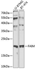 FAIM Polyclonal Antibody