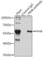 PDI Antibody in Immunoprecipitation (IP)